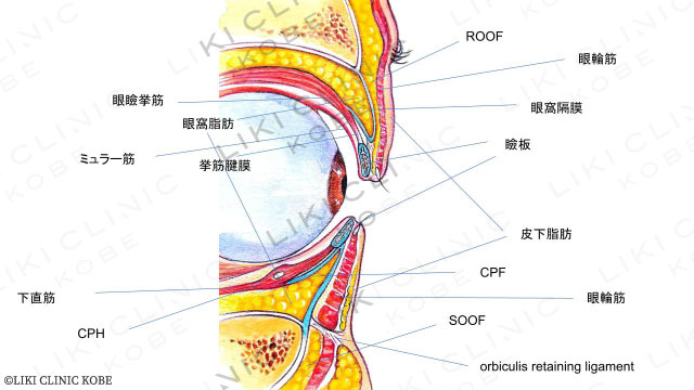 まぶたの解剖解説